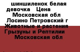 шиншиленок белая девочка › Цена ­ 1 500 - Московская обл., Лосино-Петровский г. Животные и растения » Грызуны и Рептилии   . Московская обл.